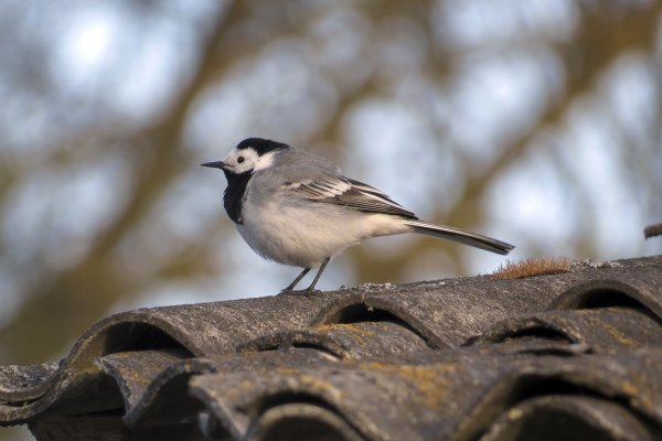 Стая трясогузок