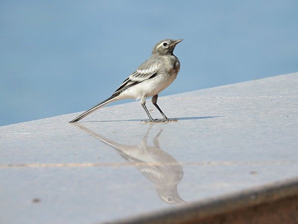 Белая трясогузка желтая трясогузка