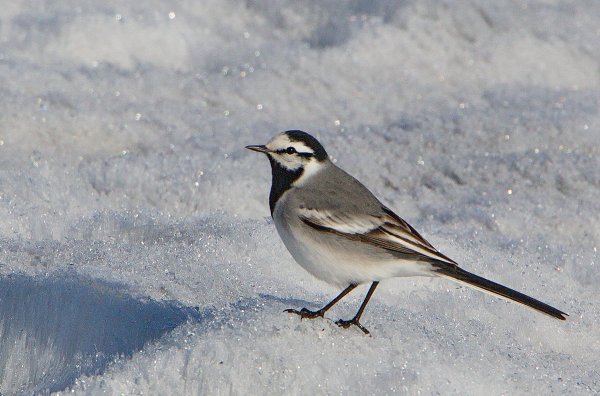 Трясогузка самец и самка