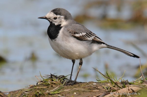 Трясогузка белая трясогузка