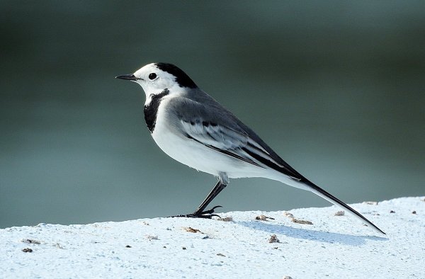 Белая трясогузка большая