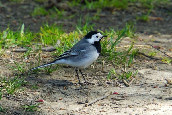 Белая трясогузка