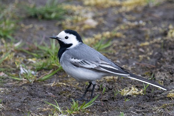 Трясогузка белая трясогузка