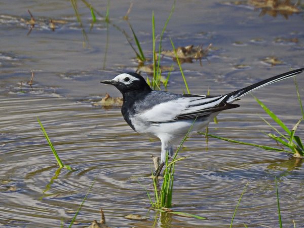 Трясогузка ледоломка