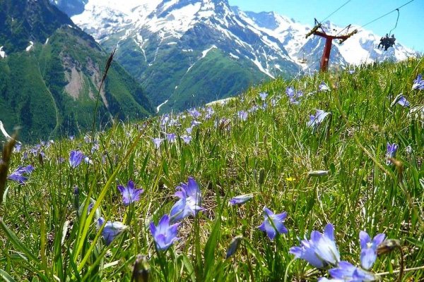 Цветы в горах Домбая