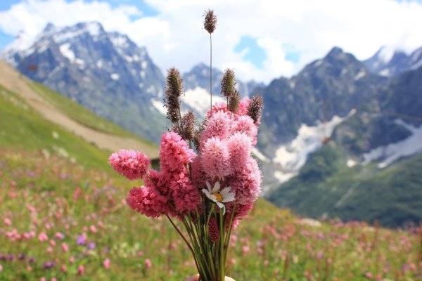 Цветы в горах Домбая