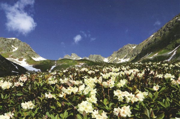 Архыз Домбай Эльбрус горы цветы