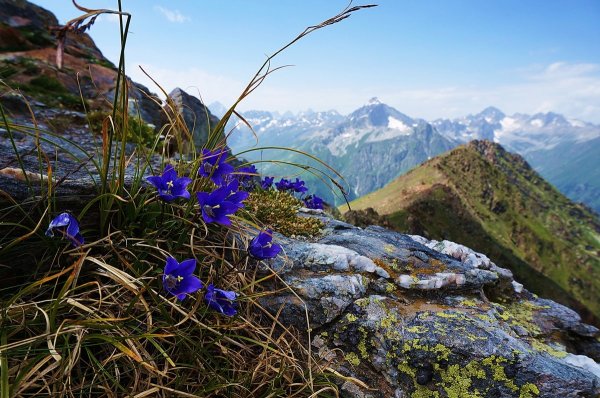 Цветы в горах Домбая
