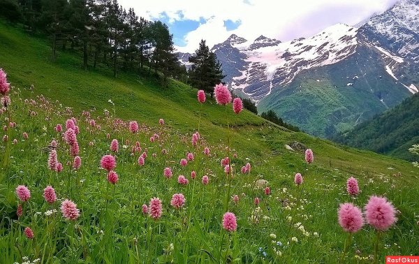 Горные цветы Кавказа Архыз