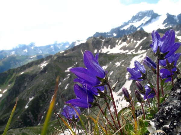 Тебердинский заповедник Альпийские Луга