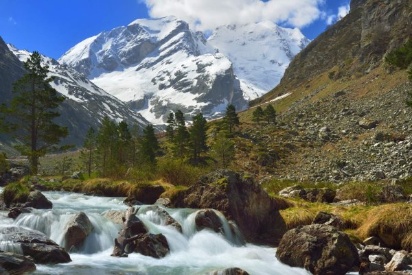 Домбай Ульген рододендрон