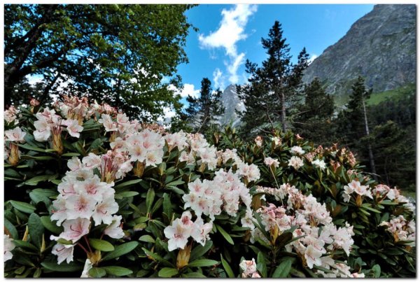 Домбай Альпийские Луга