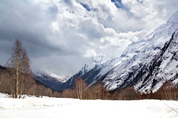 Рододендрон Приэльбрусья