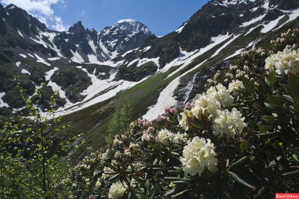 Рододендрон Эльбрус