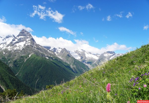 Альпийские цветы Безенги