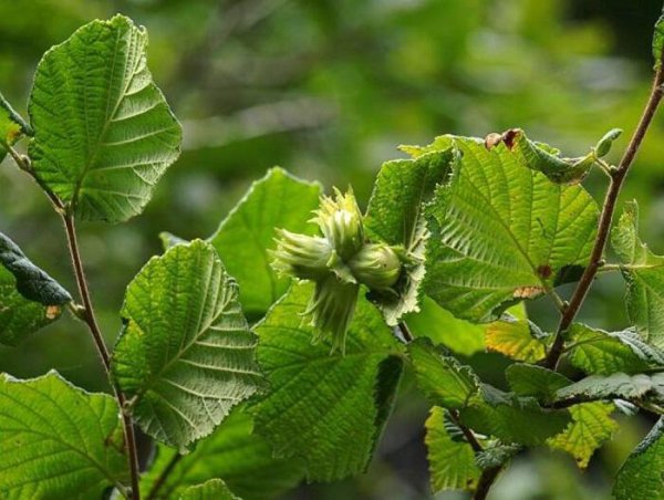 Лещина обыкновенная Corylus avellana l плод