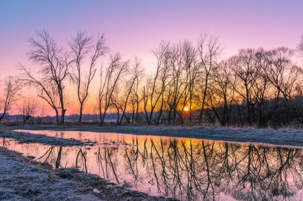 Черёмуха Нижний Новгород