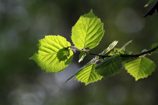 Как выглядит лист орешника