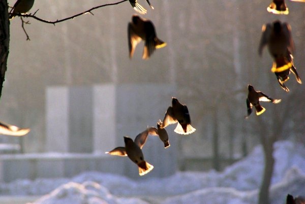 Природа Челябинска город