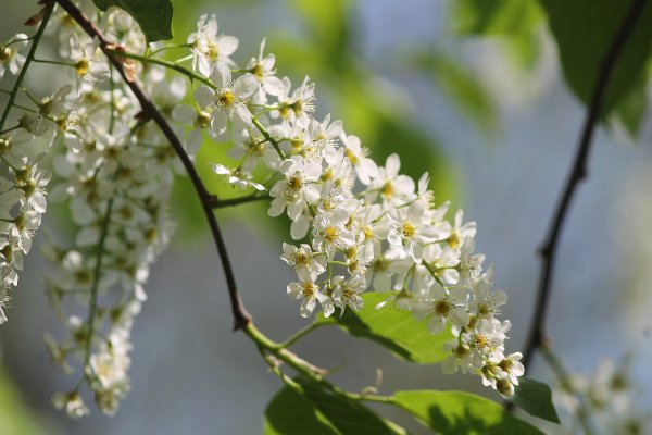 Централь парк Гагарина Челябинск