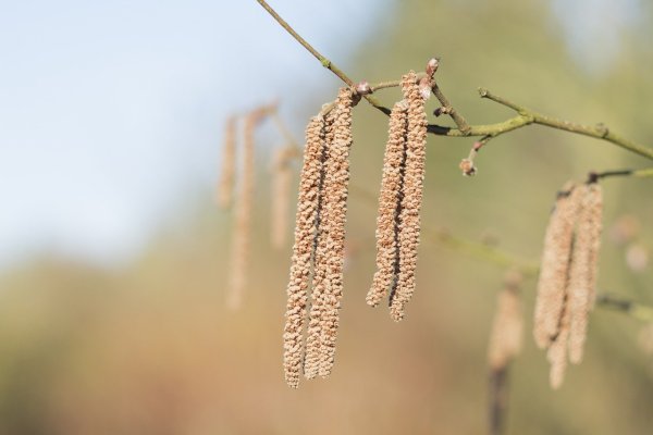 Spring Hazel
