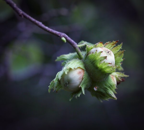 Corylus avellana цветы