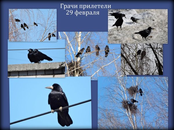 Картина птицы прилетели