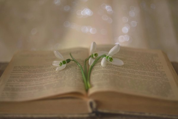 Поэзия Подснежник фон