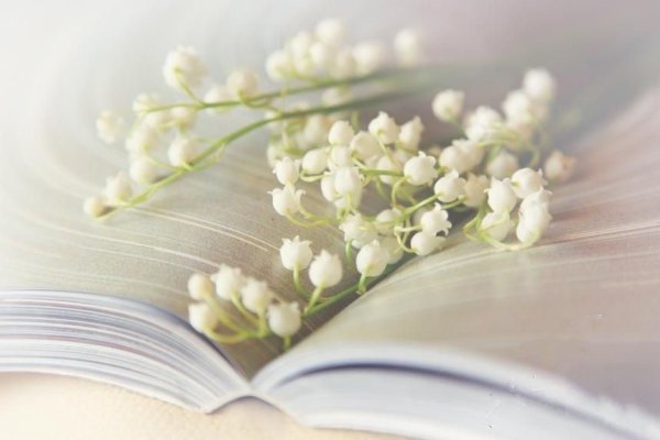 Весенние цветы книжный