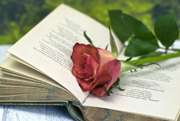 Книга с цветком на прозрачном фоне