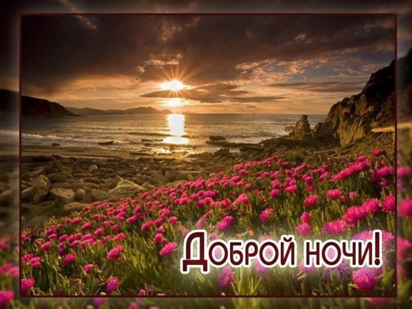 Цветы на закате солнца
