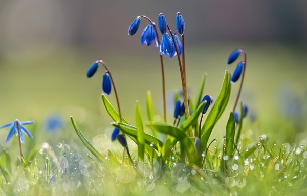 Подснежники и небо