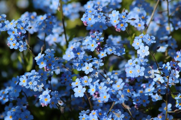 Замерзшие пролески