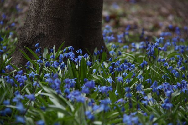 Синие весенние цветы