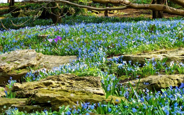 Небесно голубые цветы