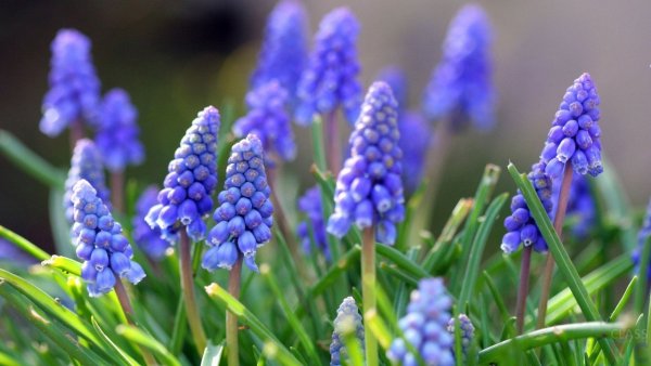 Подснежник Галантус голубой