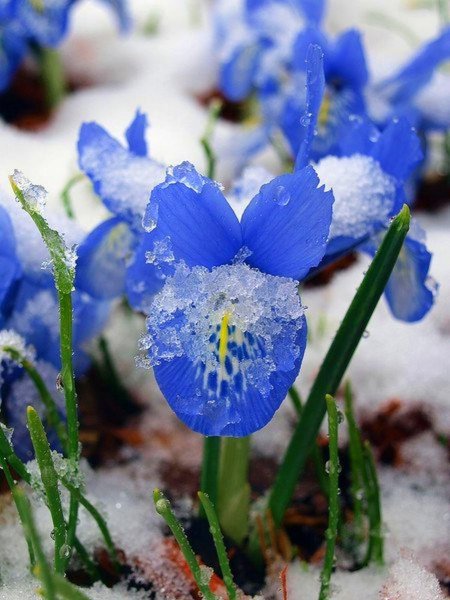 Пролески, медуницы, примулы