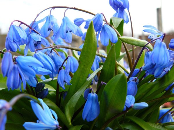 Долина голубых маков . Гималаи .