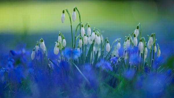 Голубые пролески