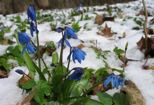 Пролеска Кавказская
