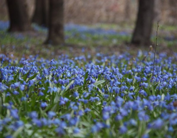 Пролеска Сцилла голубой Подснежник