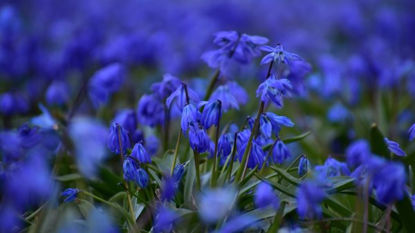 Снег весной