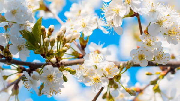 Голубая Сакура