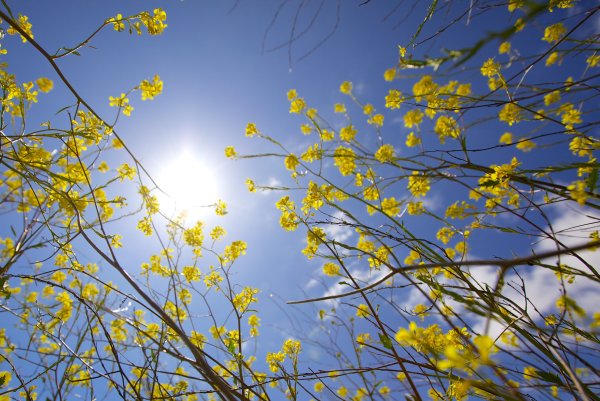 Весеннее небо