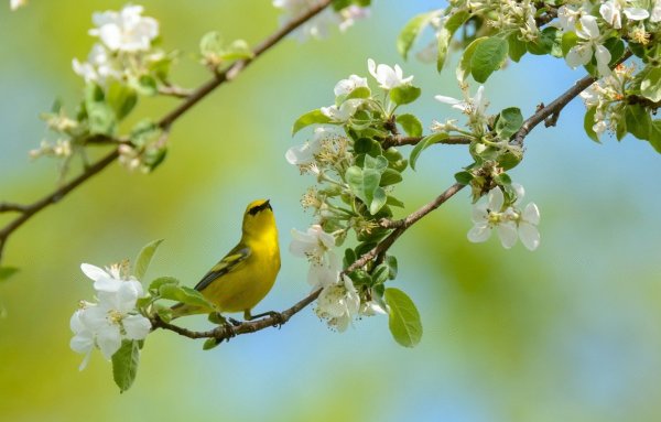 Солнечная Весна