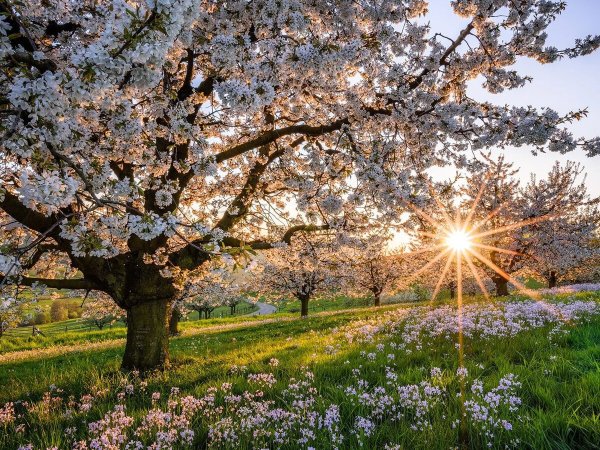 Солнце весной