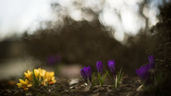 Природа и цветы в HD качестве ночь