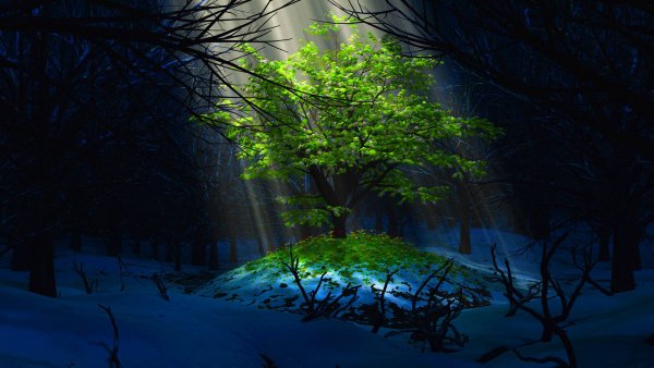 Природа в темных тонах