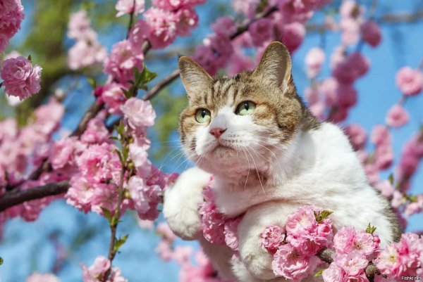 Кот и подснежники