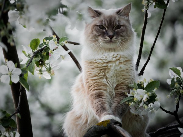 Котята весной